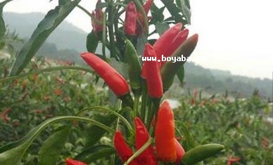 S콷