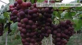 I顱