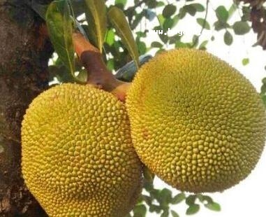 ľ}