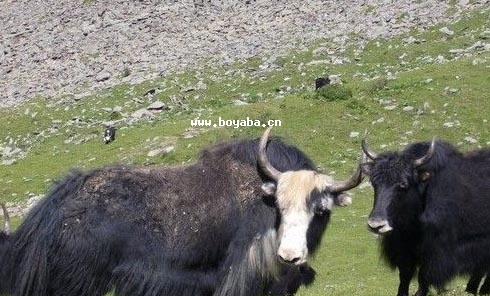 ţ