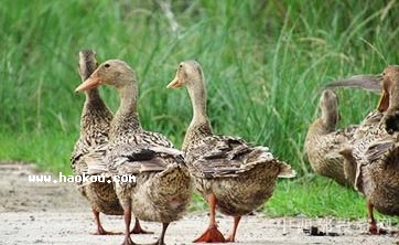 ý