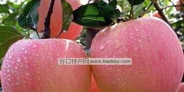 书O